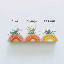 Load image into Gallery viewer, Rainbow Air Plant Holder (PLANT INCLUDED)