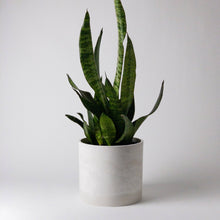 Load image into Gallery viewer, 8” Signature Stone Planter Pot: 8" Planter