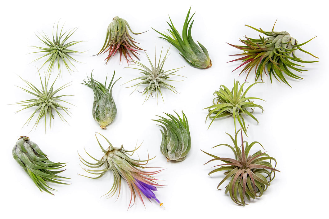 Add Air Plants