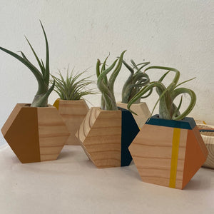 Hexagon Air Plant Holder (PLANT INCLUDED)