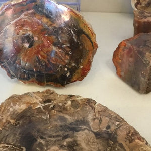 Petrified Wood