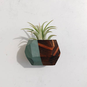 Geo Air Plant Magnet (PLANT INCLUDED)