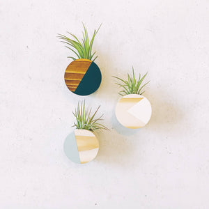 Circle Air Plant Magnet (PLANT INCLUDED)