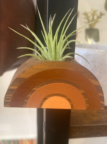Rainbow Air Plant MAGNET (Plant Included)