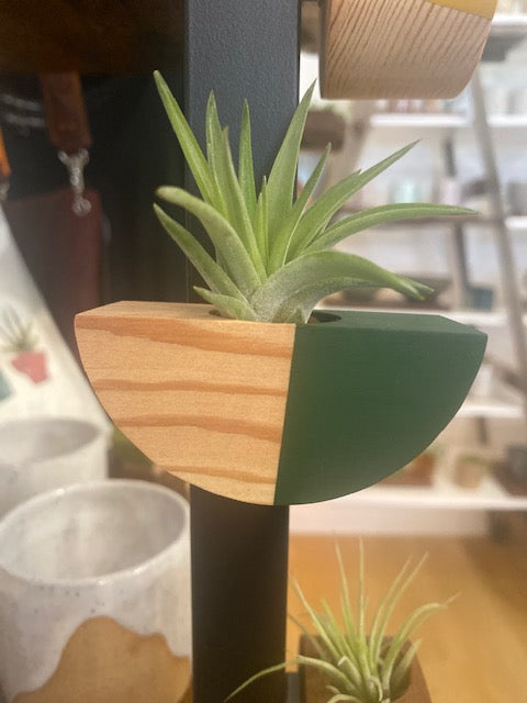 air plant magnet Half Circle Air Plant MAGNET (PLANT INCLUDED) – Maker's Loft Boutique